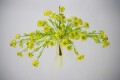 菜の花センター