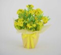 菜の花アレンジ