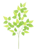 バーチ中枝（緑）