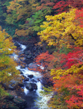 紅葉タペストリー