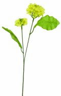 菜の花