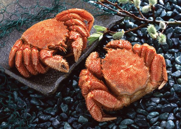 枝幸産毛がに（1尾／約680g） 海産物 産地直送【株式会社 丸高