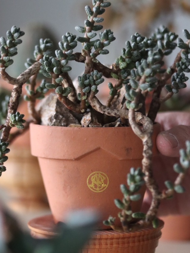 ステラ テラコッタ？　３点　現状 テラコッタプランター - OASI : PLAIN WINDOW BOX - DEGREA