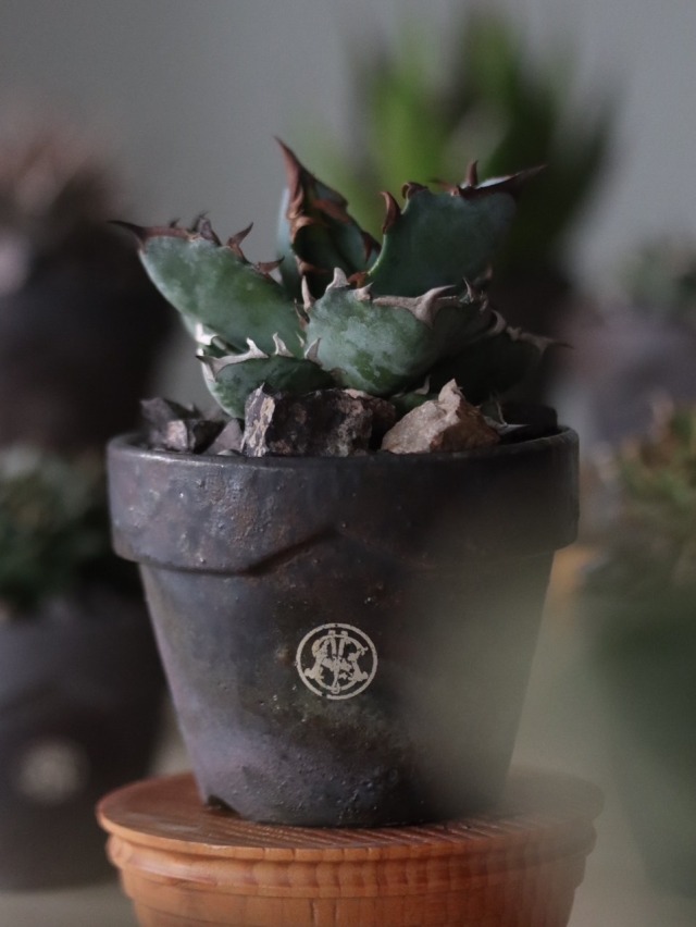 TERRACOTTA MASSES×YAMABACHI 植木鉢 3個セット