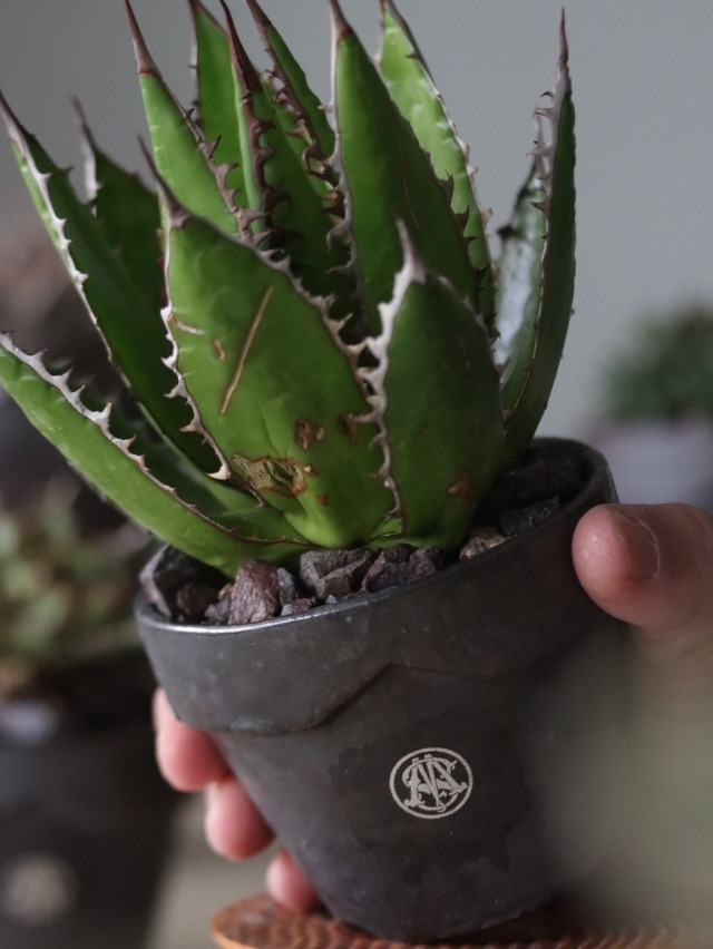 TERRACOTTA MASSES×YAMABACHI 植木鉢 3個セット TERRACOTTA MASSES×YAMABACHI 植木鉢 3個セット