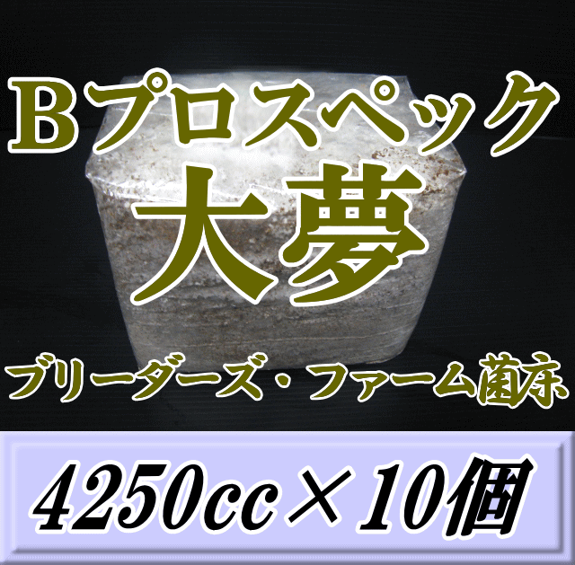 送料無料！大夢 Bプロスペック（Bウェイブ）　オオヒラタケ 菌床 ブロック 4250cc×10個　ブリーダーズ・ファーム製