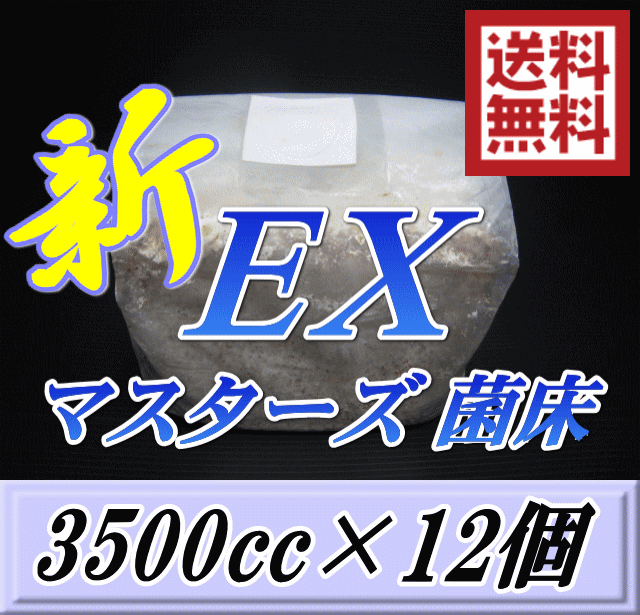 送料無料！マスターズ新EX オオヒラタケ 菌床 ブロック 3500cc×12個