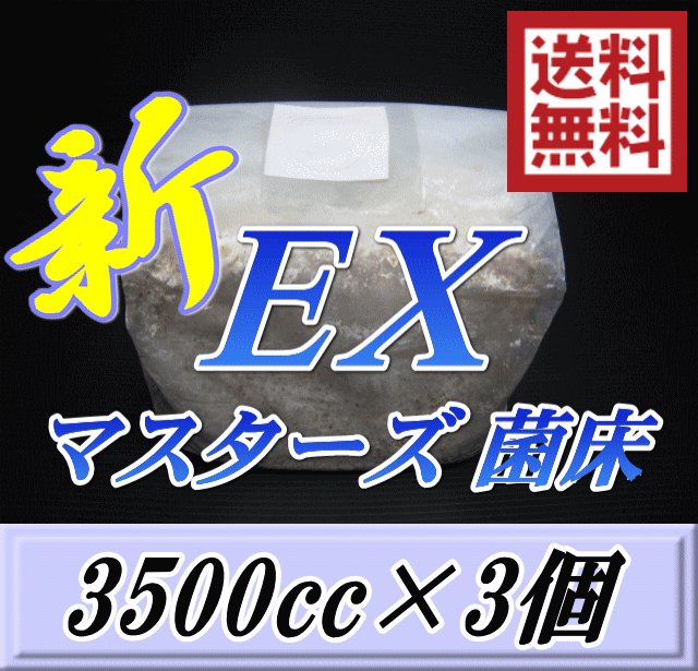 送料無料！マスターズ新EX オオヒラタケ 菌床 ブロック 3500cc×3個