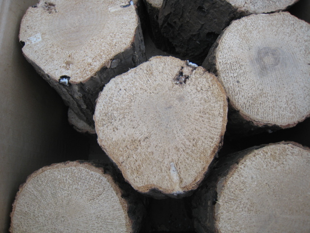 空中栽培コナラ産卵木　A品　L （直径 120mm前後）　1箱（5本）