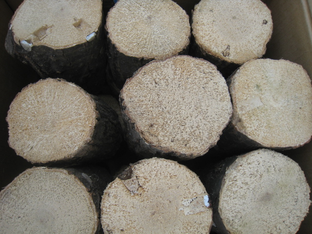 空中栽培コナラ産卵木　極上品　S （直径 75mm前後）　1箱（12本）