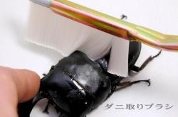 ダニ取りブラシ　1本