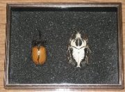 シーラ箱（標本箱） ブラック　1個