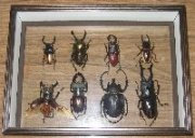 シーラ箱（標本箱） クリアー　1個