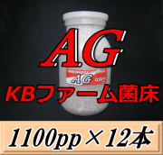 AG （オオヒラタケ） 菌床 1100pp×12本　KBファーム製