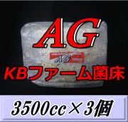 AG （オオヒラタケ） 菌床 ブロック 3500cc×3個　KBファーム製