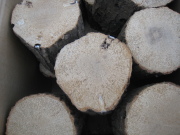 空中栽培コナラ産卵木　A品　L （直径 120mm前後）　1箱（5本）