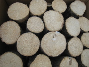 空中栽培コナラ産卵木　A品　SS （直径 60mm前後）　1箱（15本）