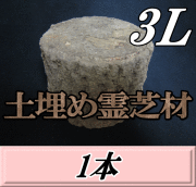 土埋め霊芝材（レイシ材） 3L（直径 150mm前後）　1本