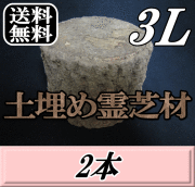 送料無料！土埋め霊芝材（レイシ材） 3L（直径 150mm前後）　2本