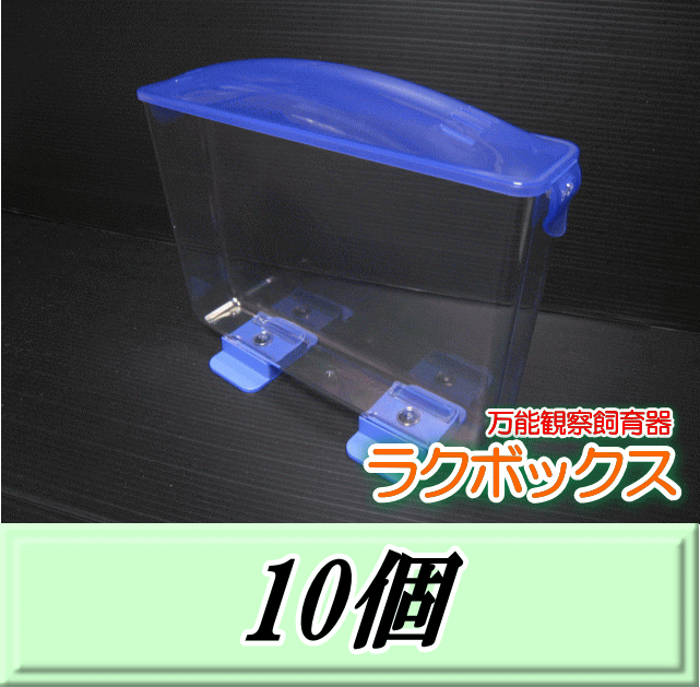 送料無料！見える観察ケース ラクぼっくす （国産カブトムシ用）　10個
