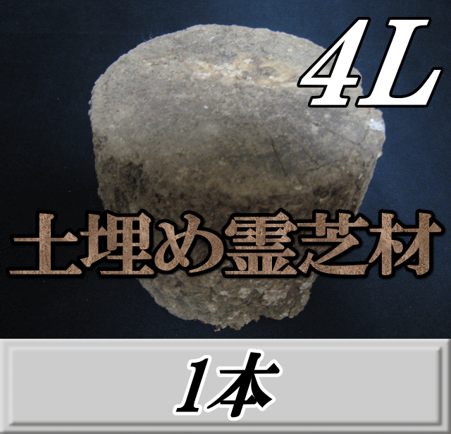 土埋め霊芝材（レイシ材） 4L（直径 165mm前後）　1本