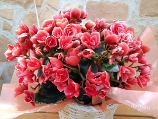 母の日フラワーギフト ベゴニア ボリアス バラ咲 ５号カゴ入