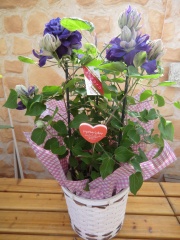 母の日フラワーギフト クレマチス鉢植え 八重紫 キリテカナワ６号