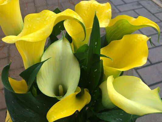 母の日フラワーギフト カラー 鉢植え 黄色 ５号