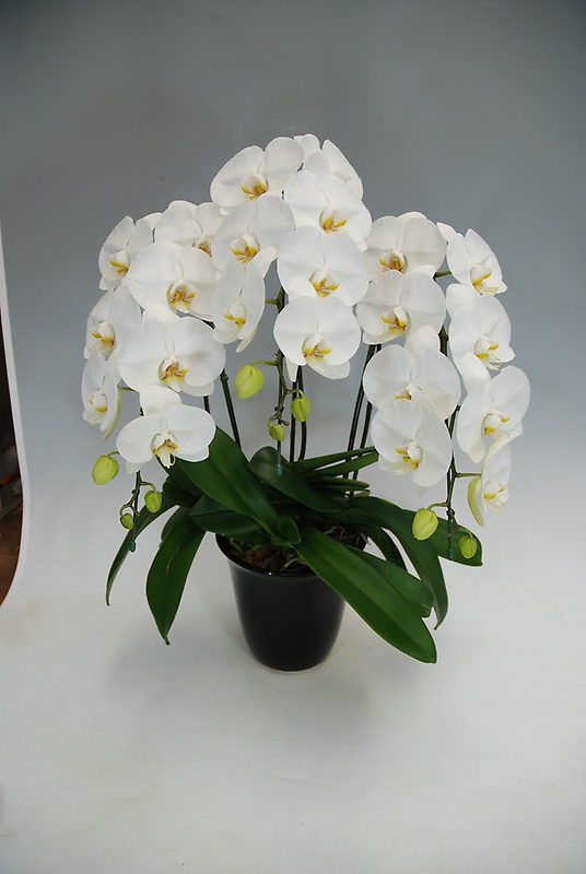 送料無料 高級大輪コチョウラン鉢植え　白３本立　２５輪前後