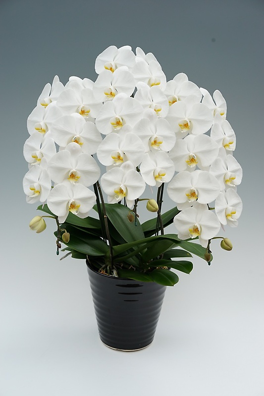 送料無料 高級大輪コチョウラン鉢植え　白３本立　３０輪前後