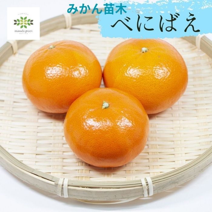 みかん苗木べにばえ