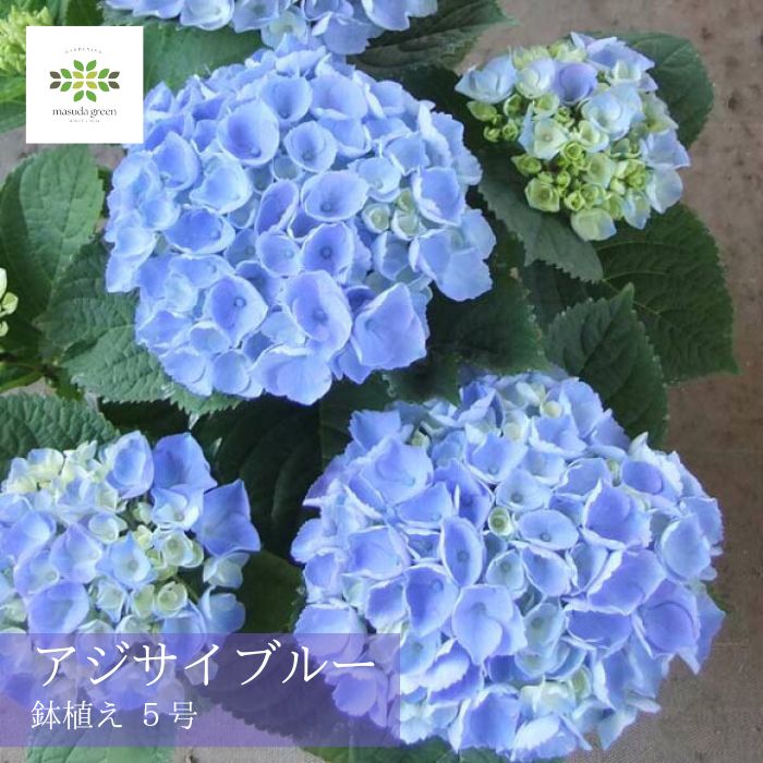 アジサイブルー通常用ロゴ入り