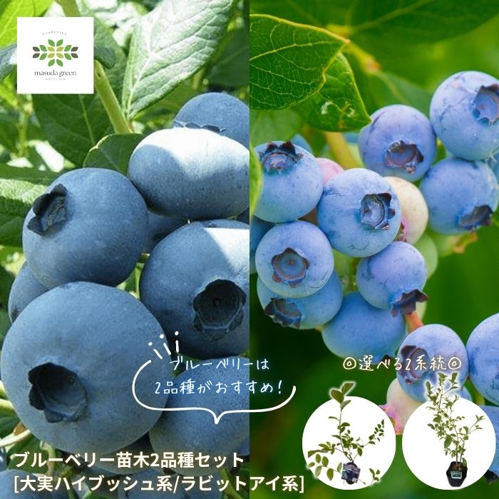 ブルーベリー苗木同系統2品種セット