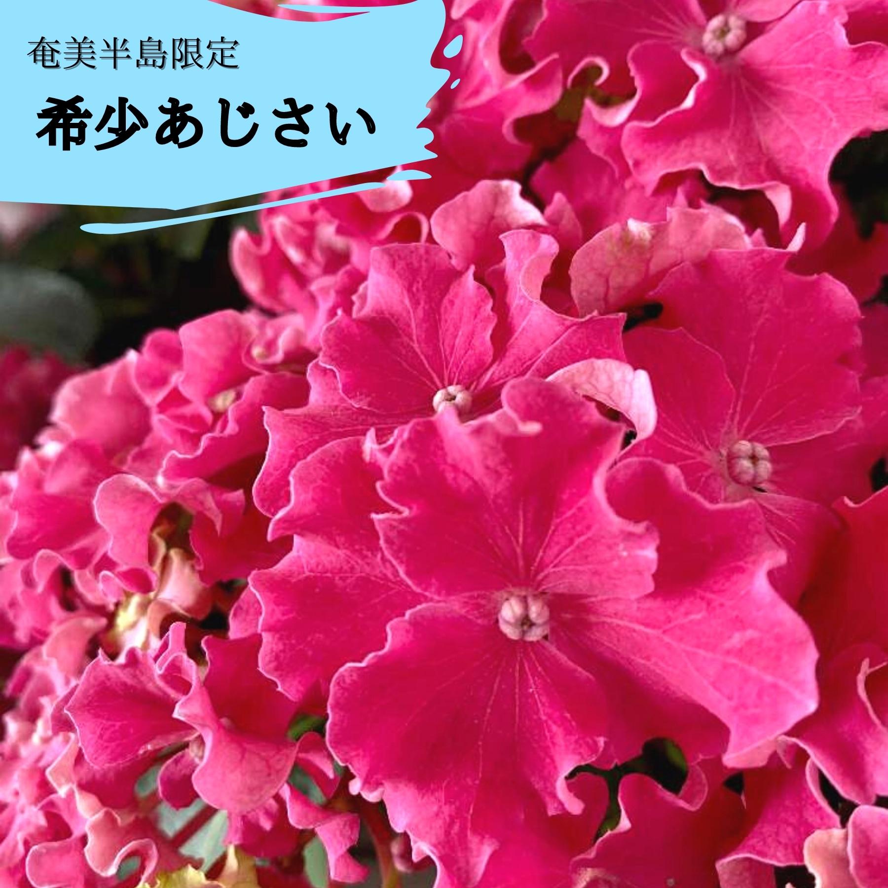 2026 母の日フラワーギフト アジサイ カーリースパークル ピンク