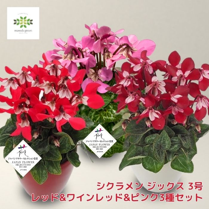 シクラメンジックス3号3種セット