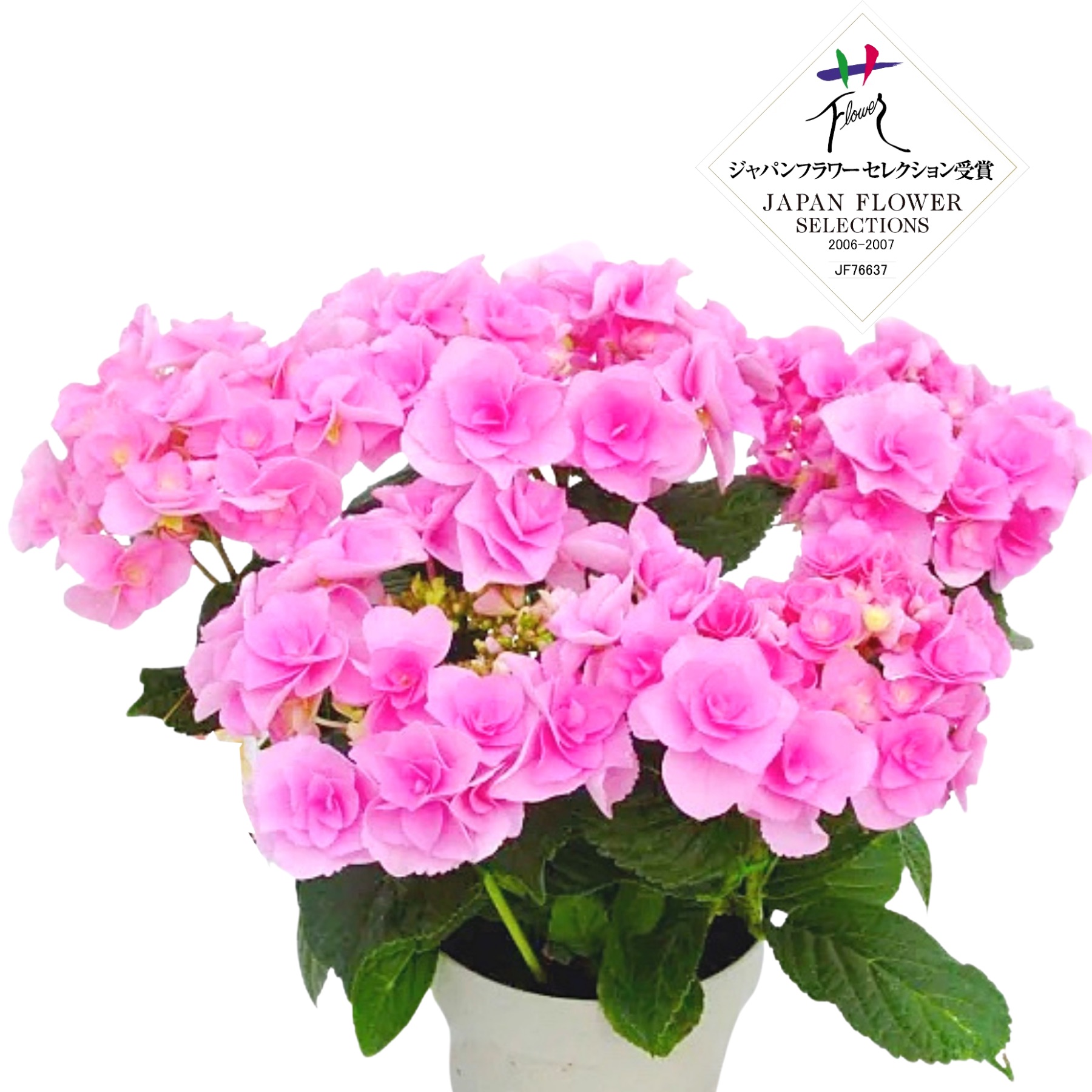 紫陽花 鉢植え フェアリーアイ