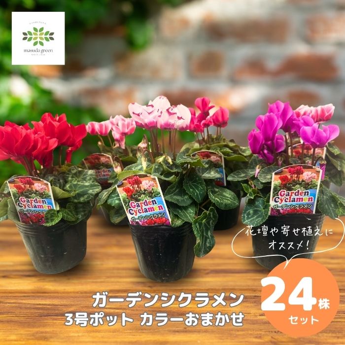 ガーデンシクラメン苗24株セット