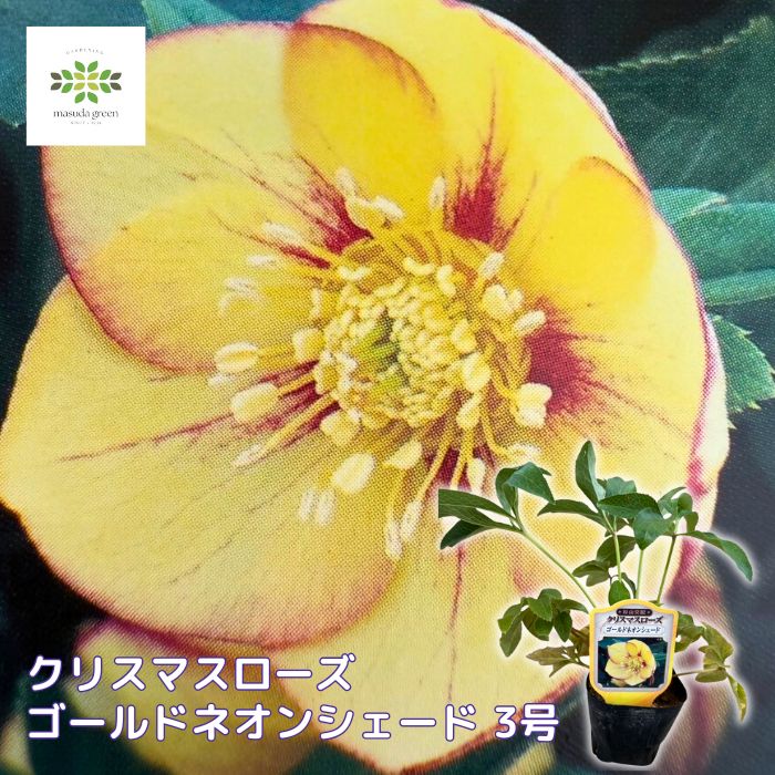 クリスマスローズ苗ゴールドネオンシェード3号