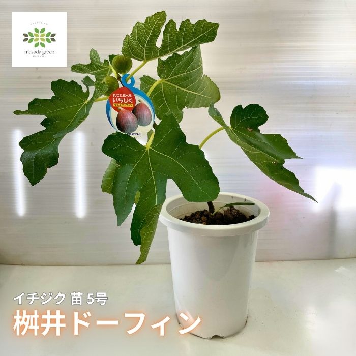 イチジク苗 根付き ドーフィン（希少 イチジク 怖 Ponte Tresa