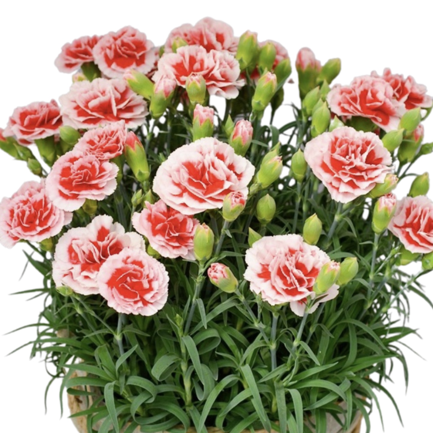 いちごホイップ