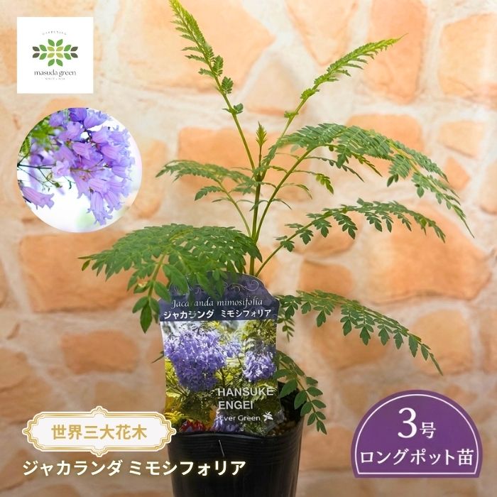 ジャカランダミモシフォリア3号ロングポット