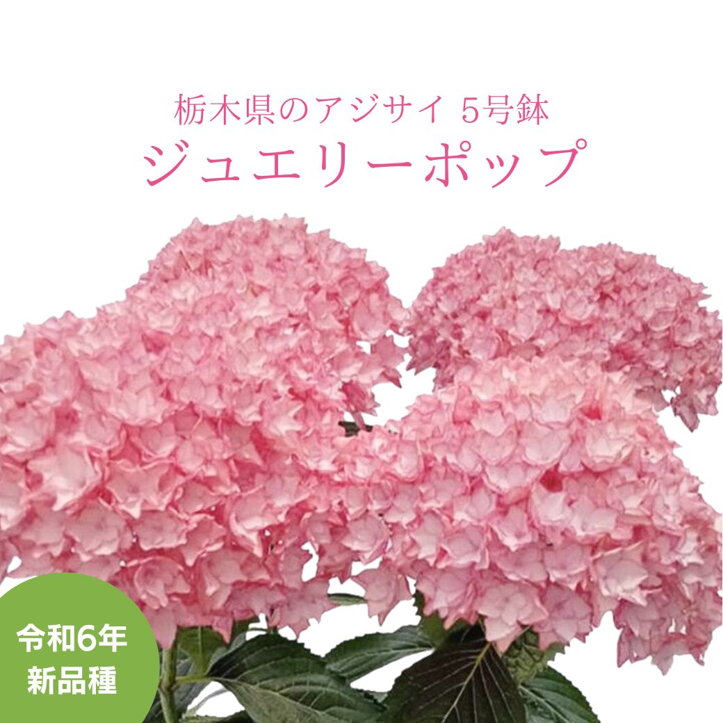 2026 母の日ギフト アジサイ 新品種 ジュエリーポップ 鉢植え 5号