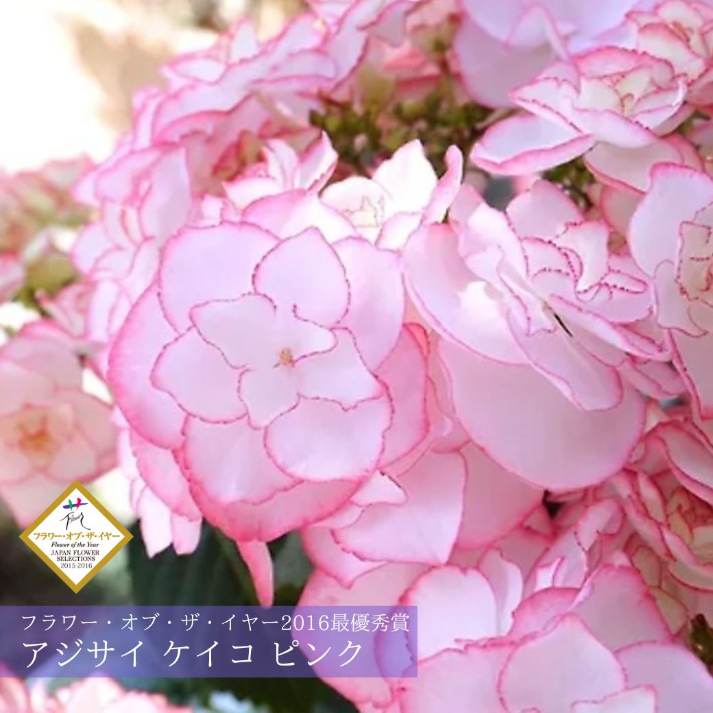 2026 母の日ギフト アジサイ ケイコ ピンク 鉢植え 5号