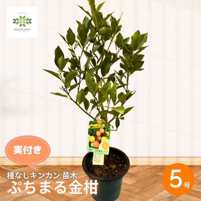 キンカン苗木 実付き ぷちまる金柑 種なし 5号 接木苗