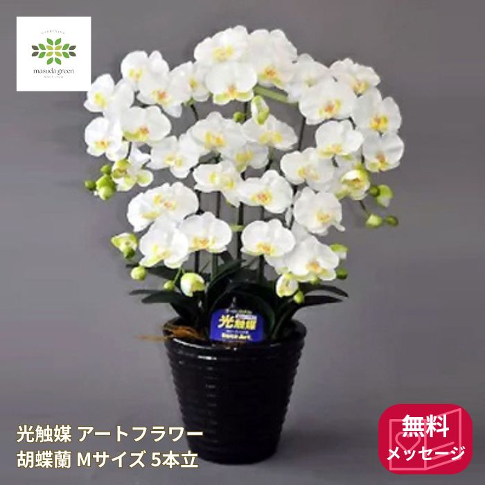 光触媒胡蝶蘭Mサイズ白