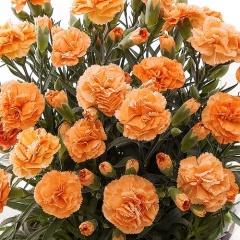 カーネーション鉢植え オレンジ 5号 カゴ付