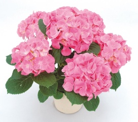 アジサイ鉢植え ピーチ姫5号 カゴ付