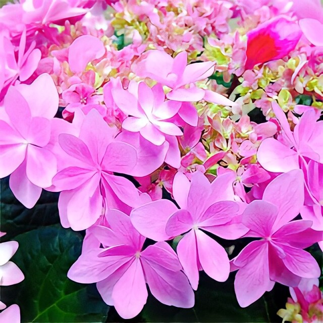 おまかせ 高級 希少品種 アジサイ 鉢植え ピンク レッド系 ５号