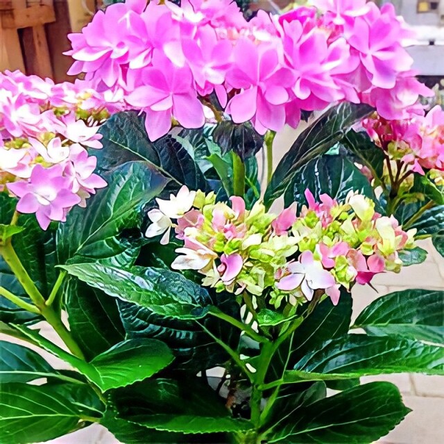 高級紫陽花 鉢植え