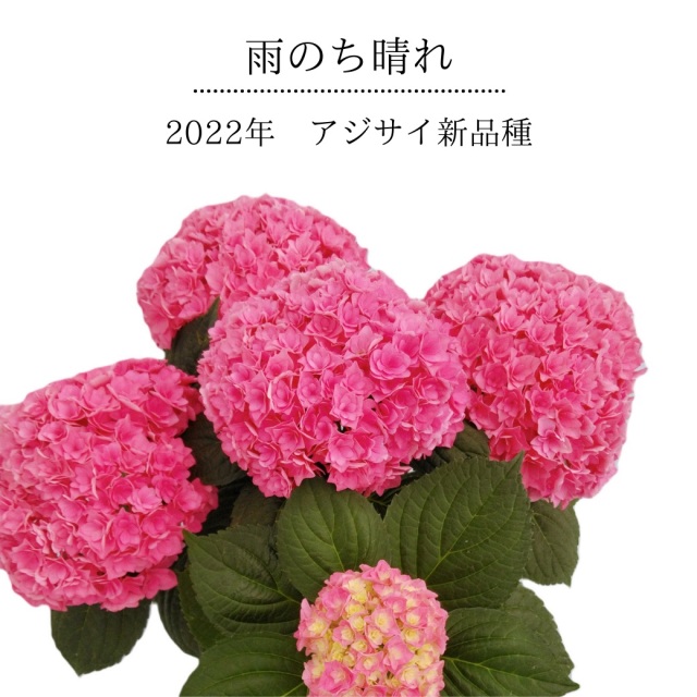 花鉢 鉢植え